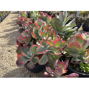 Kalanchoe miskovité (Kalanchoe Thyrsiflora) výška 20-30 cm, kont. C5L